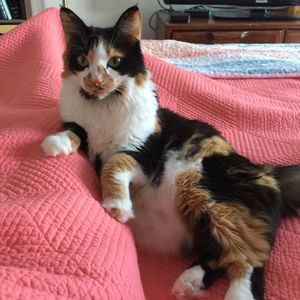 Meet your Posher, Joyce